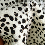 Мебельная ткань Искусственный мех  белый леопард 90 см T5-3 варинант исполнения - 3 | Loft Concept в Кирове