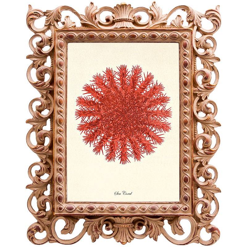 Постер Red Sea Urchin Бежевый Красный Постер Red Sea Urchin Бежевый Красный в Кирове | Loft Concept
