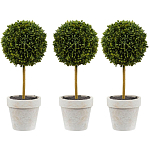 Декоративный искусственное растение Boxwood One варинант исполнения - 1 | Loft Concept в Кирове