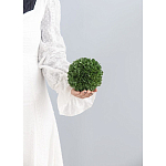 Декоративный искусственное растение Small boxwood варинант исполнения - 3 | Loft Concept в Кирове