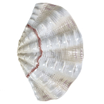 Фигурка из фарфора в виде одной створки ракушки Marine Tridacna варинант исполнения - 1 | Loft Concept в Кирове