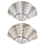 Фигурка из фарфора в виде одной створки ракушки Marine Tridacna варинант исполнения - 2 | Loft Concept в Кирове